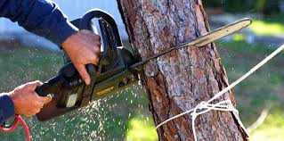 Best Fruit Tree Pruning  in Catalina Foothills, AZ