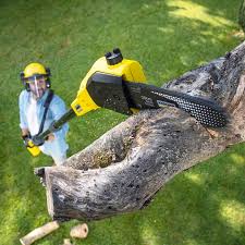 Best Lawn Pest Prevention  in Catalina Foothills, AZ