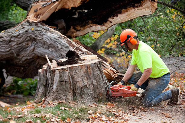 Best Commercial Tree Services  in Catalina Foothills, AZ